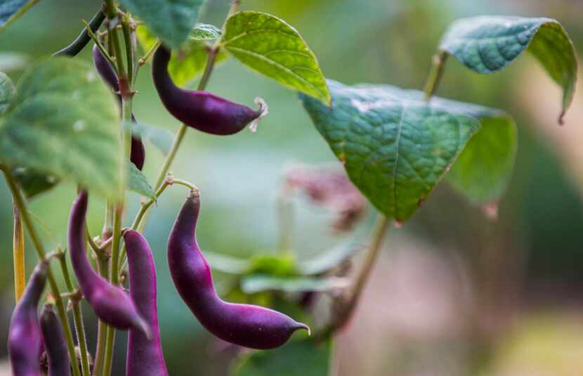 'Red Swan' bush bean plants grow at the new A Tasteful Place edible garden at the Dallas...