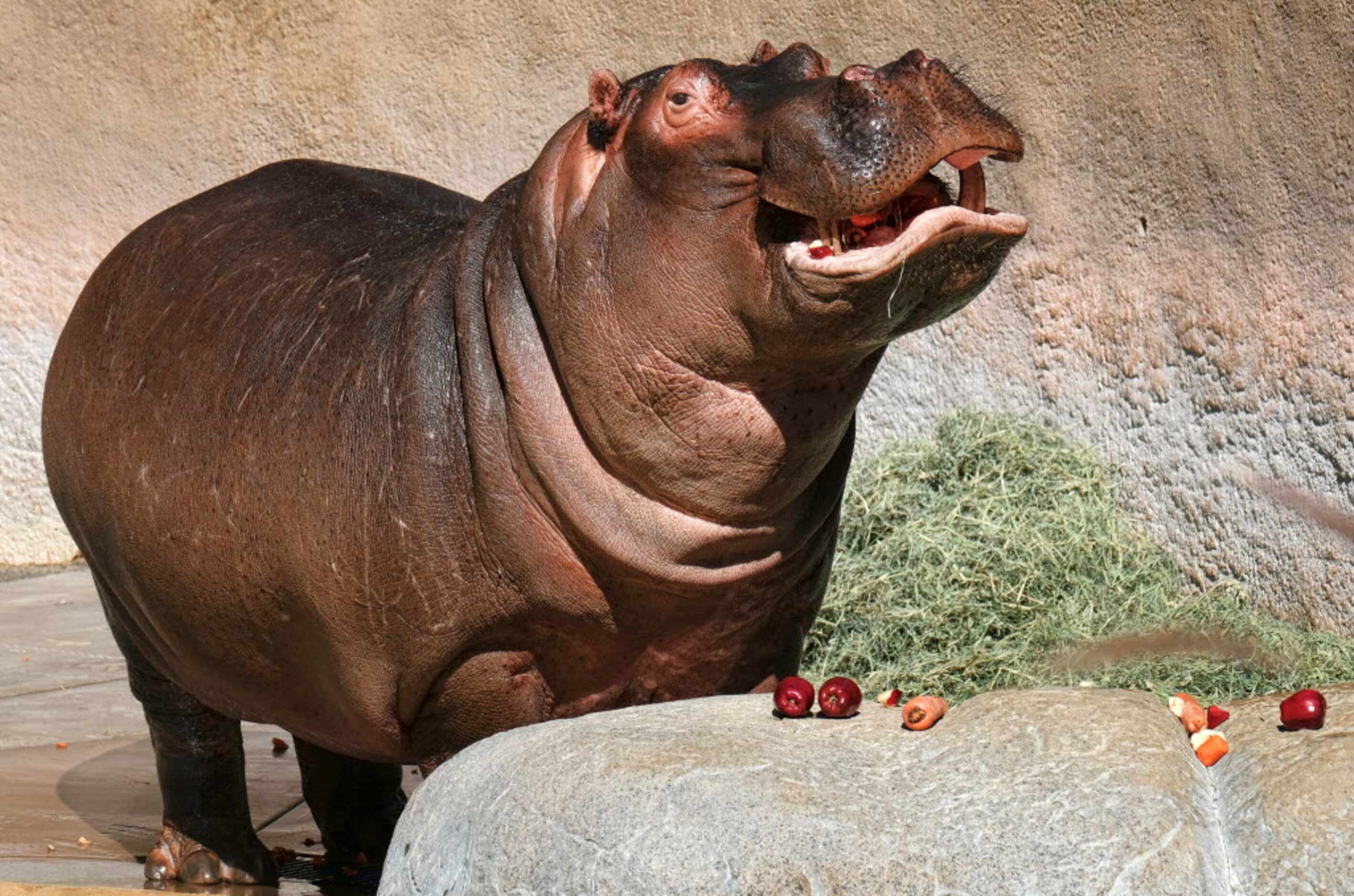 Road trip: Hippos from Los Angeles, Albuquerque head to new home at Dallas  Zoo