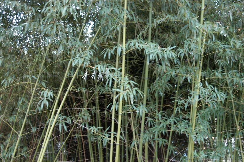 Knock down spring sprouts on a daily basis to permanently remove bamboo.