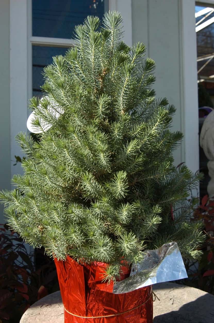 This is what an Italian stone pine looks like when you purchase as a living Christmas tree.