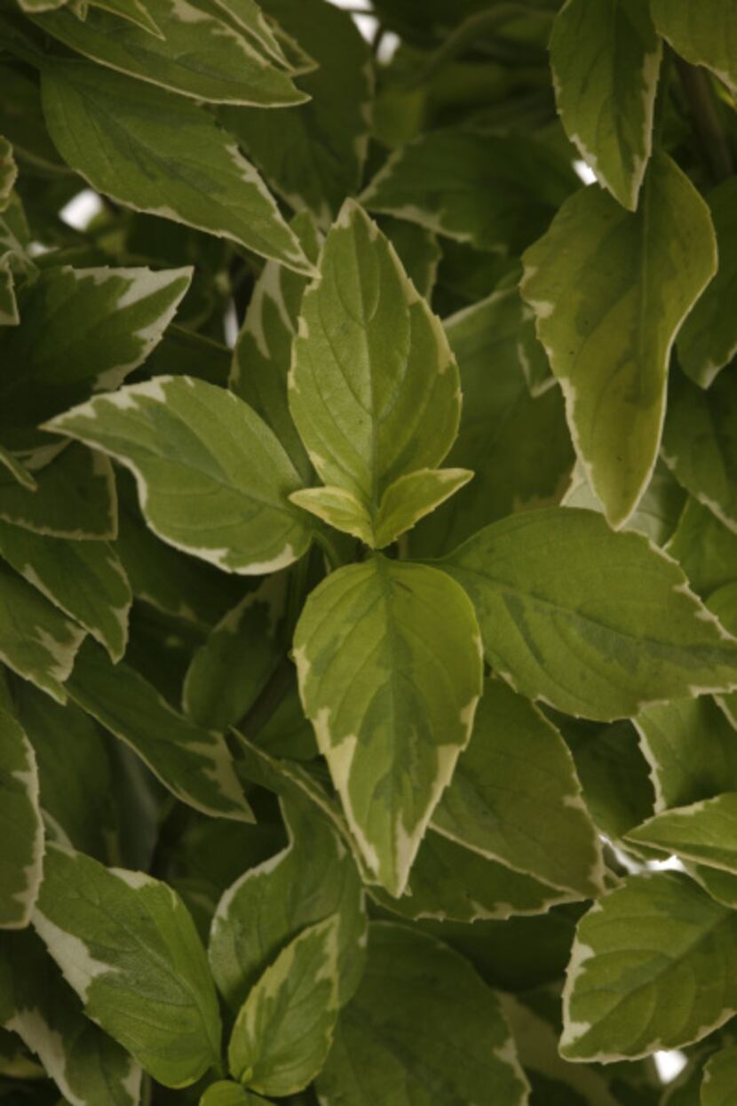 'Pesto perpetuo', a citrus-flavored basil, is also valued for its ornamental variegated leaves.