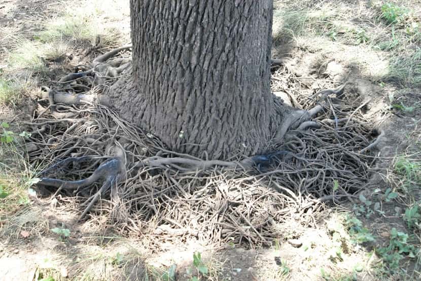 "Bird's nest roots" that should be completely pruned away. For Howard Garrett column