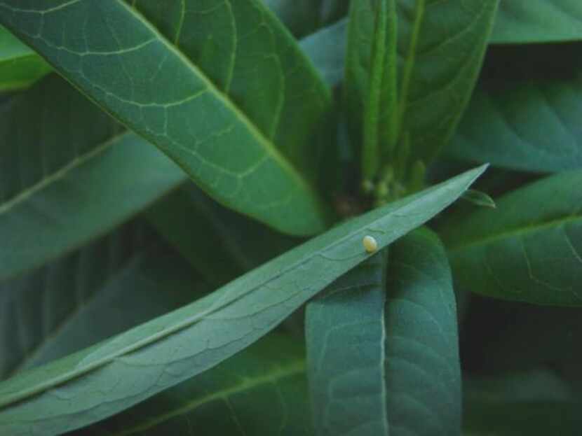 
The female monarch lays only one egg on a milkweed leaf. She has the ability to determine...