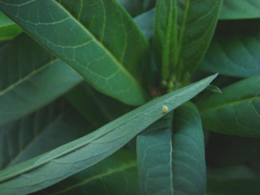 
The female monarch lays only one egg on a milkweed leaf. She has the ability to determine...