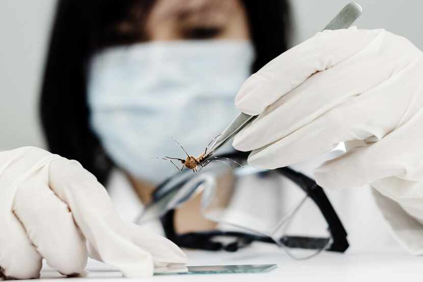 Un médico en un laboratorio examina muestras de mosquitos.(GETTY IMAGES)
