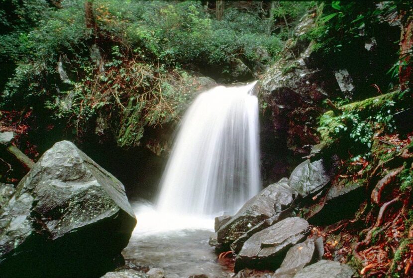 Grotto Falls is one  of the many waterfalls to discover in Great Smoky Mountains National...