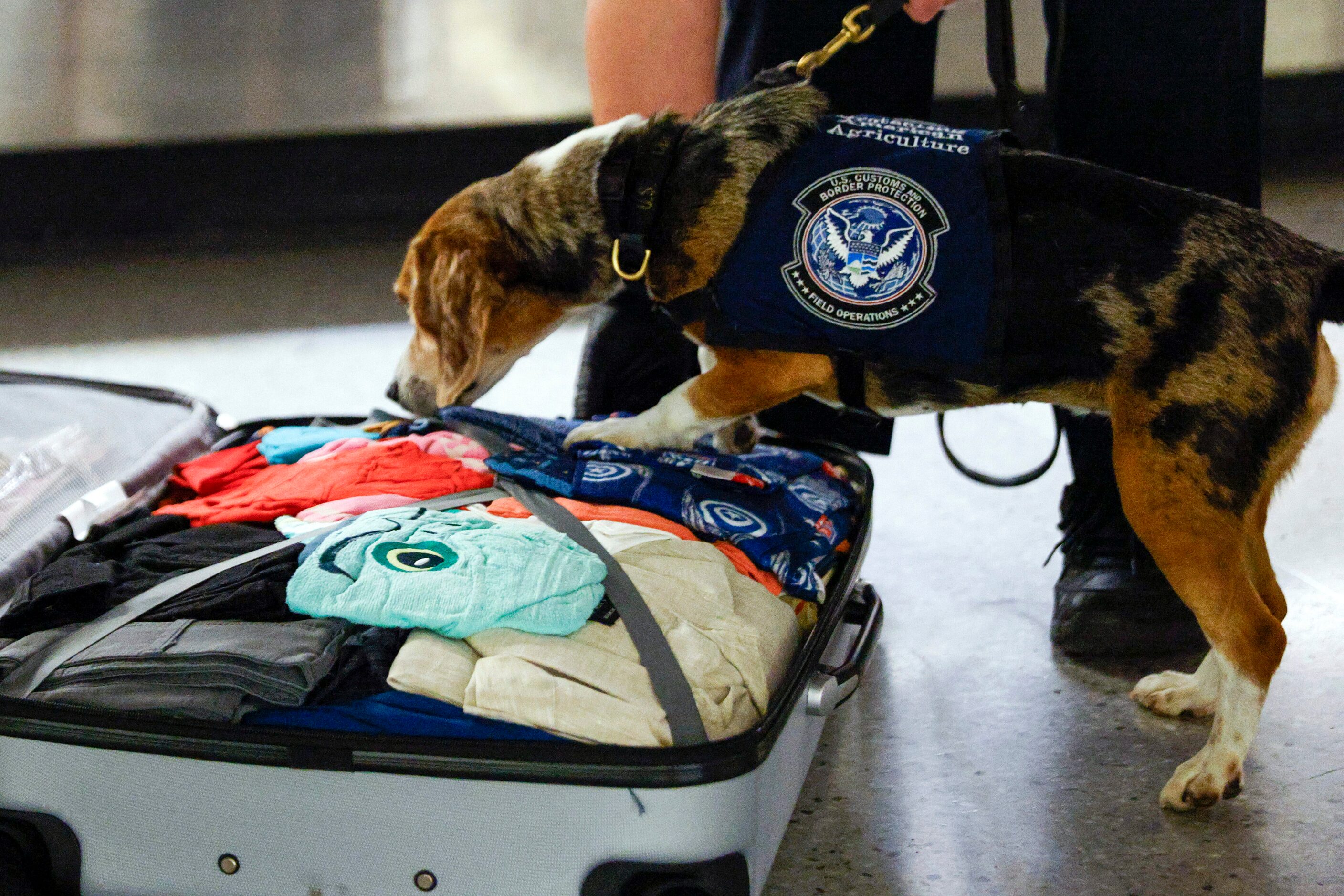 Agriculture detection K-9 Merla, a 4-year-old beagle, searches a suitcase after alerting her...