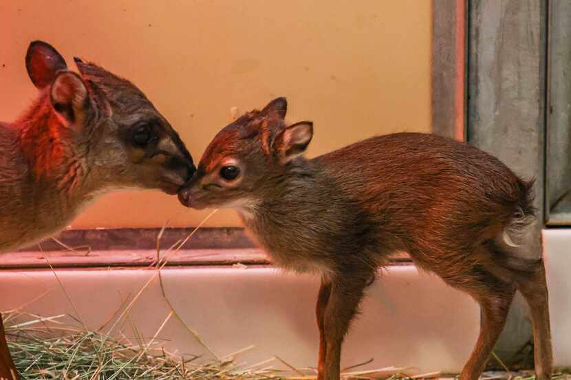 Cupcake, a blue duiker, one of the smallest species of antelope in the world, checks on her...