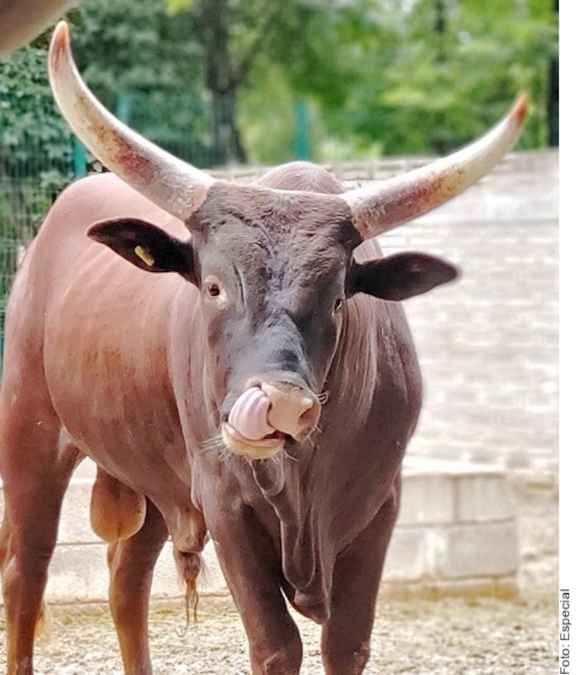 Uno de los watusis que desapareció del zoológico Zoochilpan, en Chilpancingo, Guerrero.