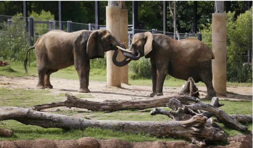  Mama, left, greets a fellow elephant at The Dallas Zoo in June 2014. (AP Photo/The Dallas...