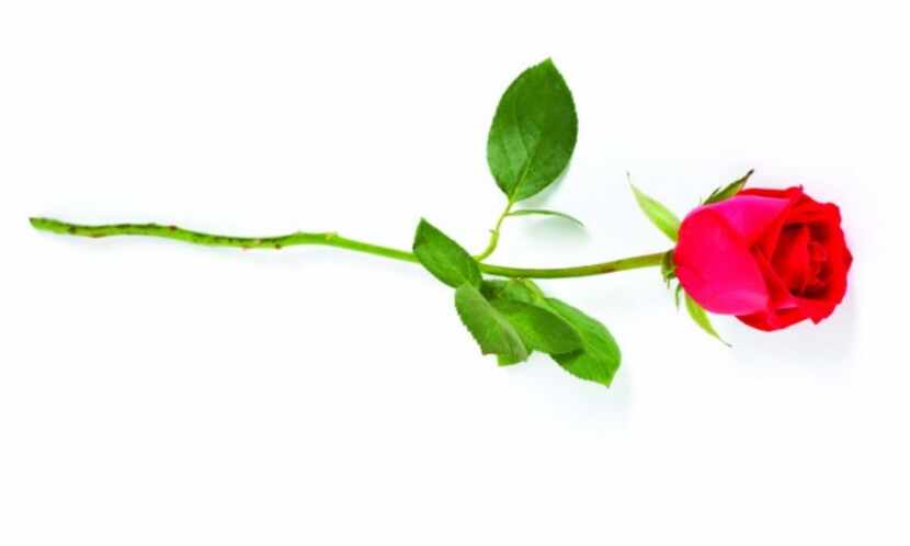 A rose for Rose, my Fitness Hero