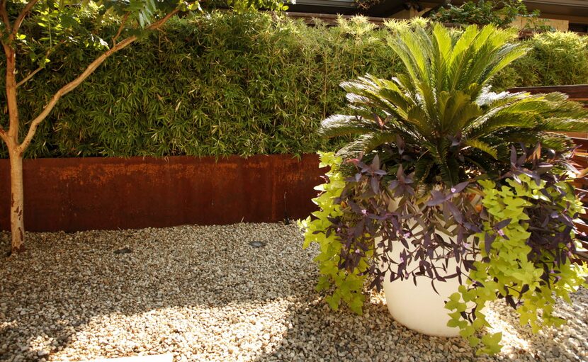 A potted Sago Palm with Sweet Potato Vine (long) and Setcreasa (shorter) in the backyard. 