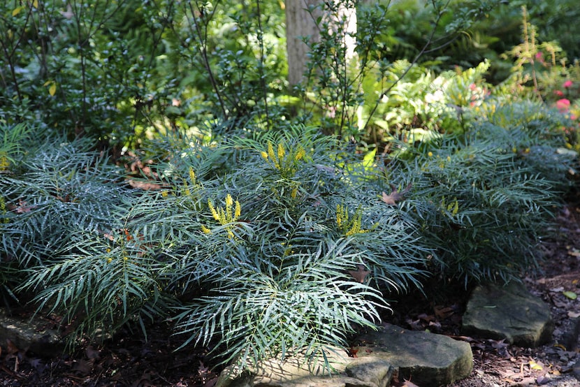 'Soft Caress'  mahonia from the Southern Living Plant Collection 