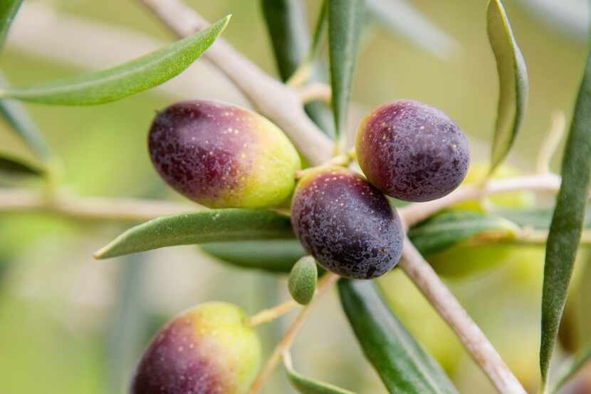 Olives still on the tree at McEvoy Ranch ripen from green to dark red or black.