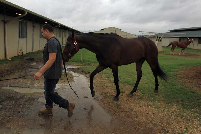 Groom Carlos Cervantes takes a horse from the outdoor exerciser to the barn at Lone Star...