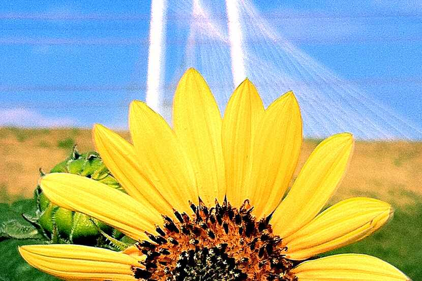 A sunflower blooms near the Margaret Hunt Hill bridge. Those flowers will sprout again, we...