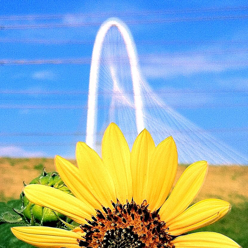 A sunflower blooms near the Margaret Hunt Hill bridge. Those flowers will sprout again, we...