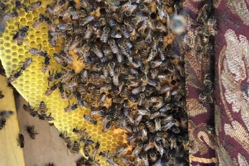 An Irving firefighter and landfill manager saved thousands of bees from an abandoned sofa.