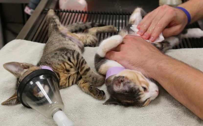 
William Burkey, a vet tech at the SPCA of Texas in Dallas, prepares cats for spaying. In...