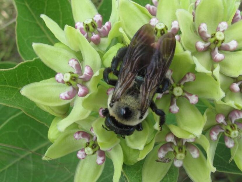 
The most common milkweed in Texas, Asclepias viridis, once was rampant in Dallas, before...