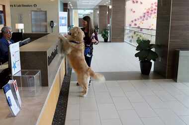 Photographed in 2018, Marler and then 3-year-old golden retriever Micah provide a cheery...