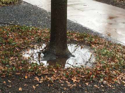 Water standing around a tree's exposed root flare is usually nothing to worry about, but...