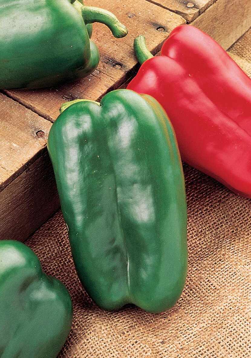
'Sweet Pepper Collection (Component)'; 'Great Stuff Hybrid'; 'The Cook's Garden Pepper...