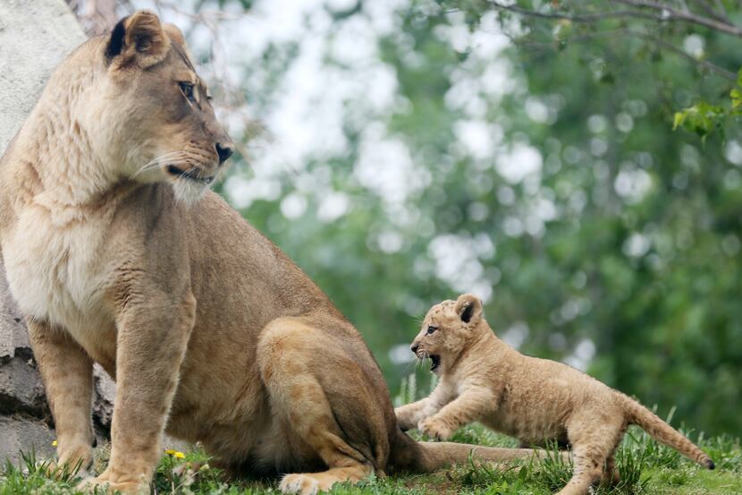 Bahati, a lion cub, plays with her aunt Jasiri while making her public debut at the Dallas...