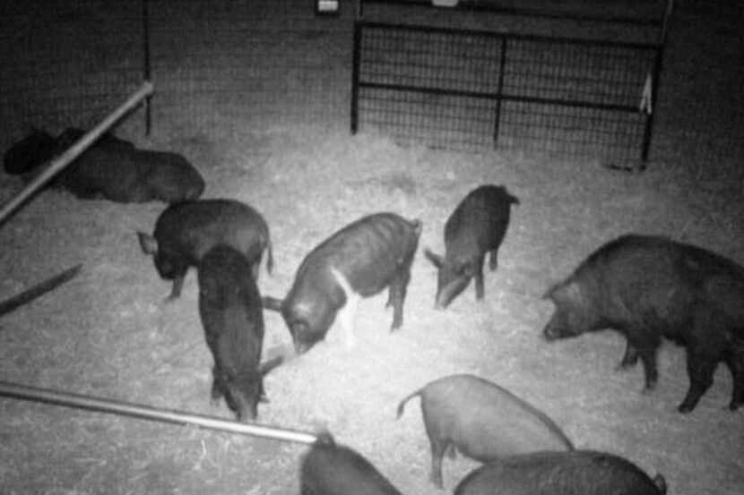 Feral hogs trapped by the city of Dallas in 2016.