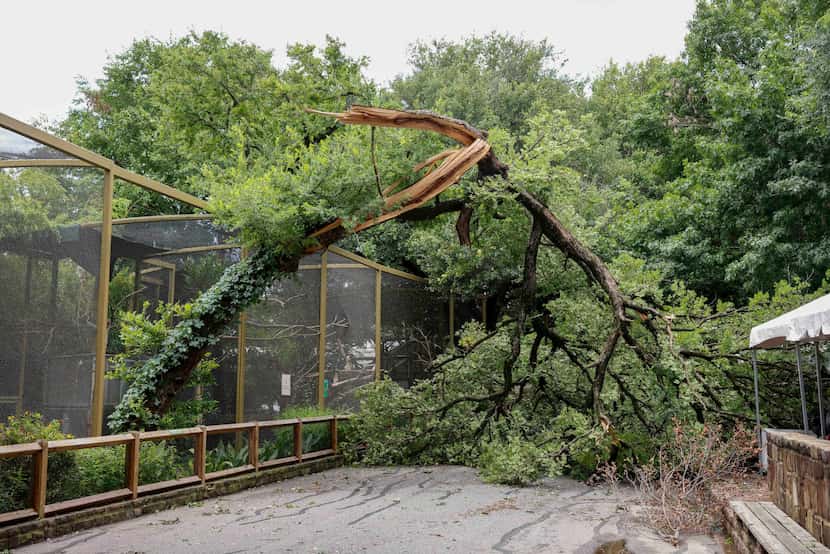 A large tree split by strong winds during a morning thunderstorm hangs over a walkway at the...