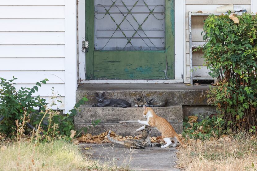 Cats played earlier this month at one of the modest wood-frame cottages that make up many of...
