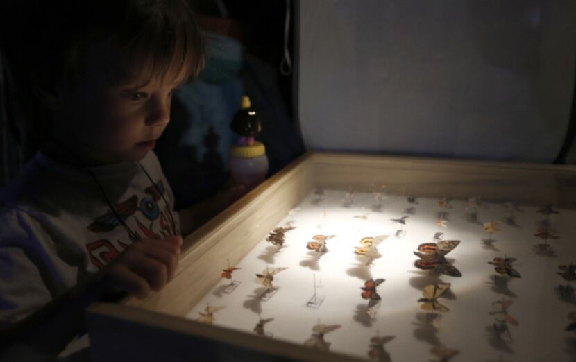 Paul Goodchild, 4, gets a up close look at different species of moths on display at Texas...
