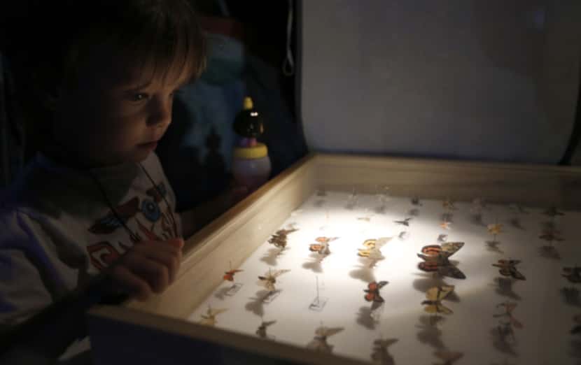Paul Goodchild, 4, gets a up close look at different species of moths on display at Texas...