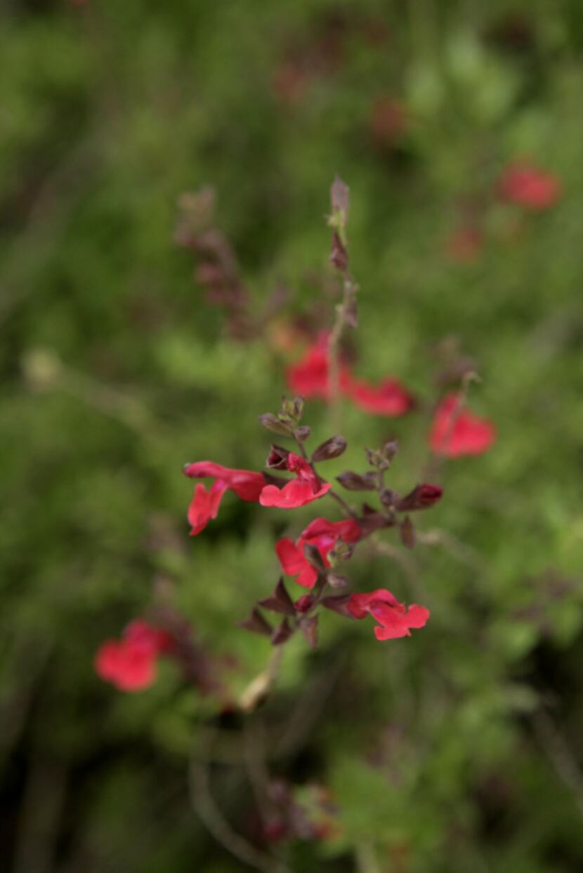 Salvia greggii is the most popular nectar choice for Texas hummingbirds, according to...