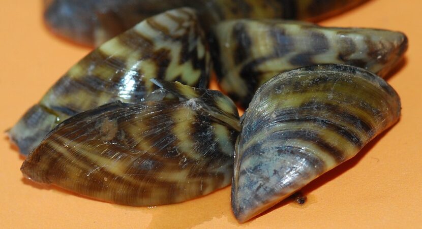 Zebra mussels are small in size but the invasive species can cause big problems on lakes and...