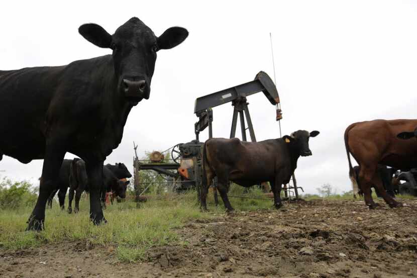 Cattle graze around an idle pump jack on a South Texas ranch near Bigfoot. (Eric Gay/The...