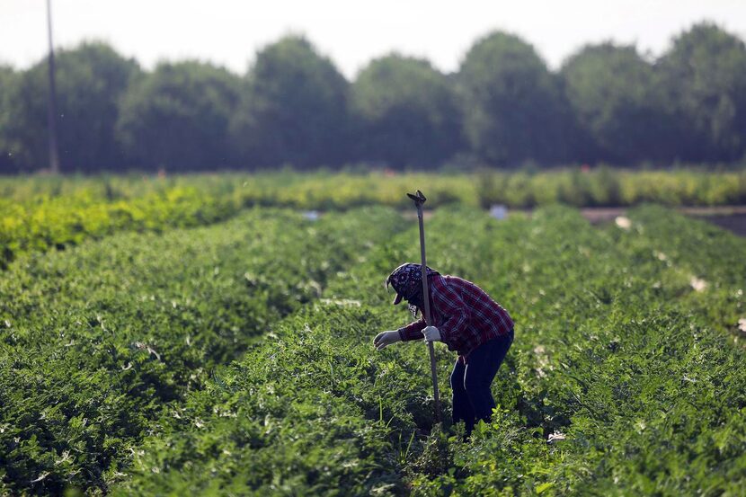 
A worker tends to watermelons at Willey’s farm. Under Whole Foods’ new ratings system,...