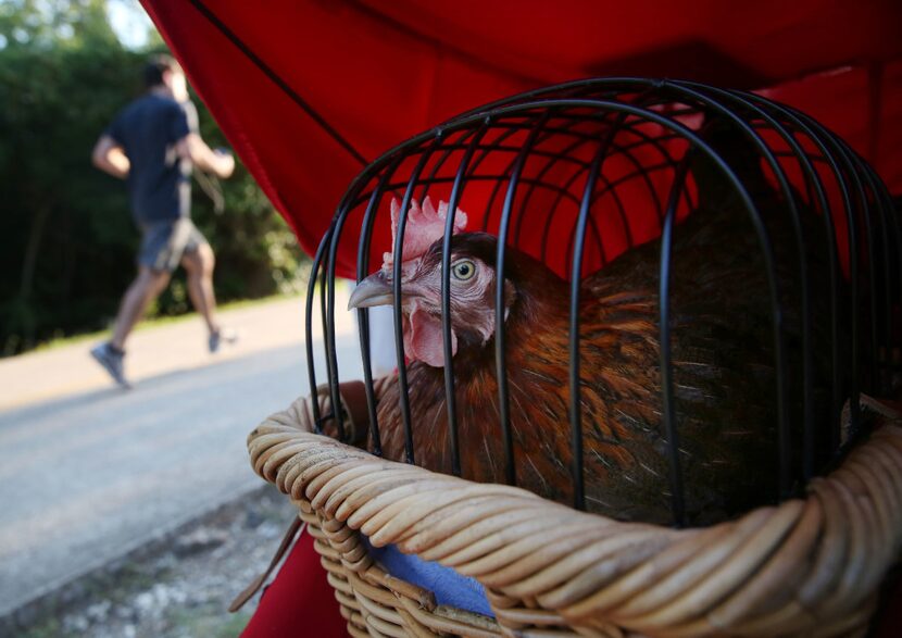 Summer is named after the breed of chicken she is: a Welsummer hen.