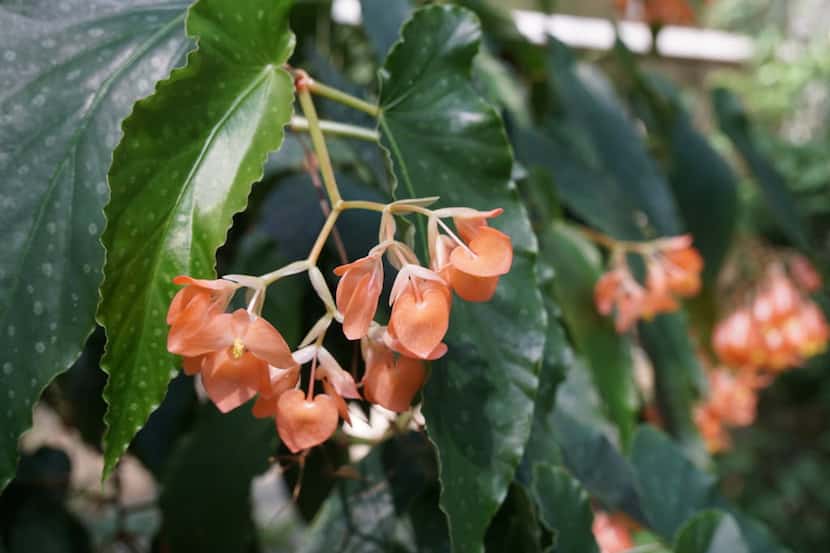 The Orange Satellite is among over 350 different species of Begonias at the Botanical...