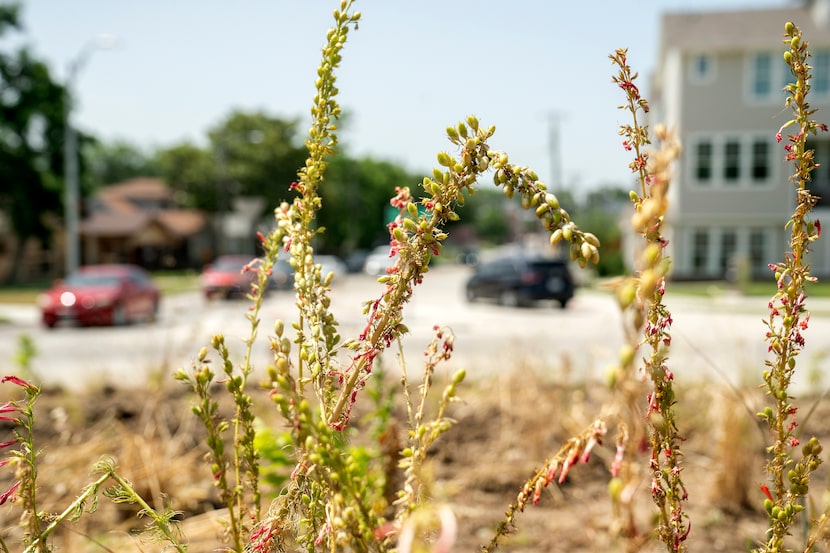 Blackland prairie plants sprout up from the traffic circle at the confluence of Tyler and...