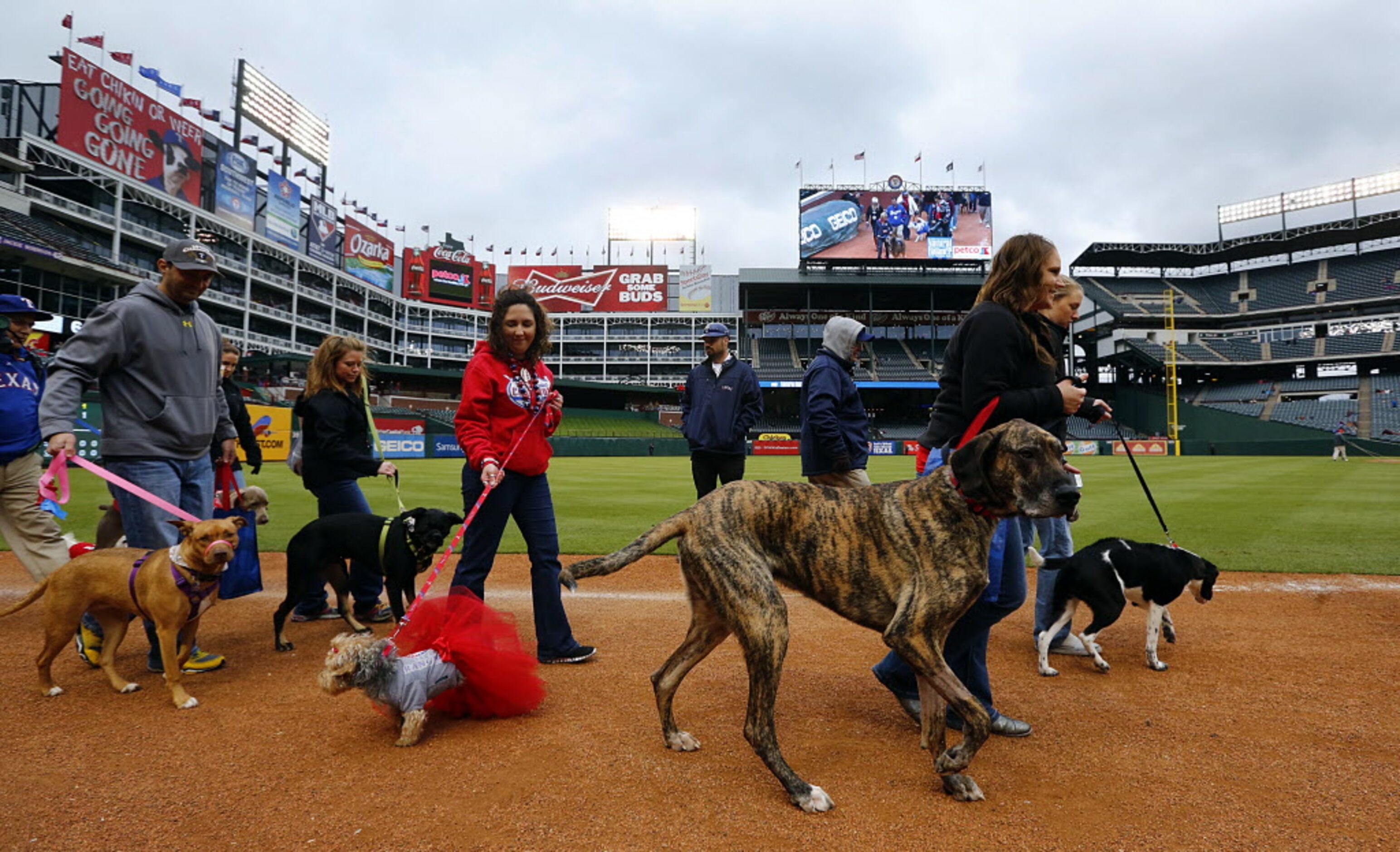 Dogs parade around the field at Rangers Ballpark in Arlington field during the eighth annual...