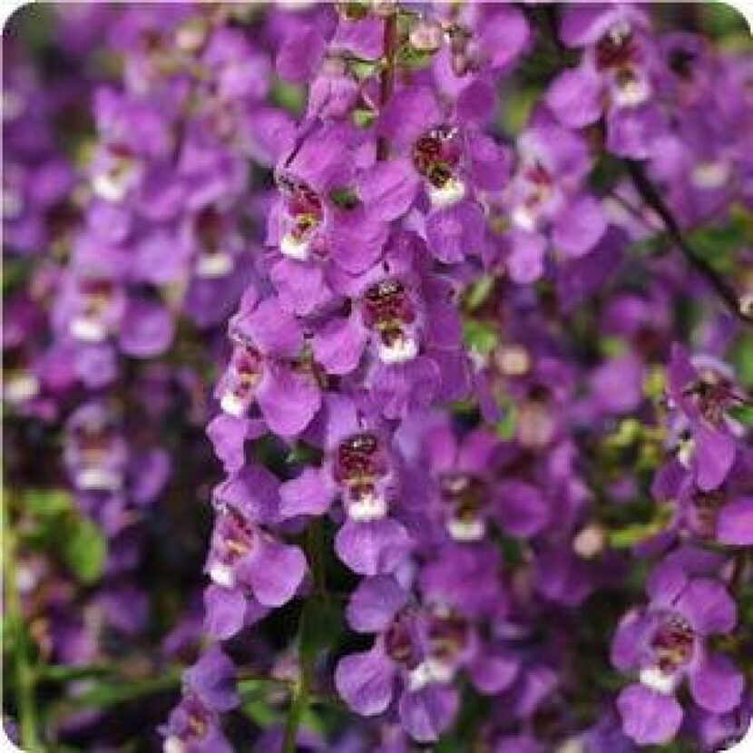 Angelonia 'Serena' series is the best variety for Texas, according to Dallas Arboretum trial...