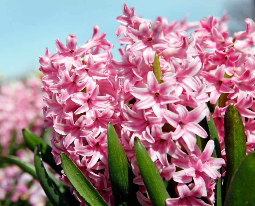 
Follow your nose to find the sweetly perfumed ‘Pink Surprise’ hyacinths. 
