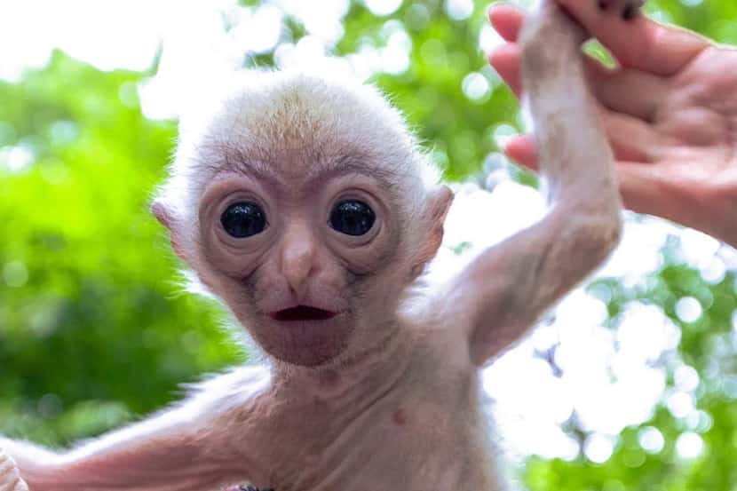 A baby gibbon was born at the Dallas Zoo. The gibbon, who has not yet been named, is being...