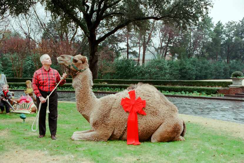 Teddy the Camel showed up at Ross Perot's estate on Strait Lane on Christmas Day 2000 as a...