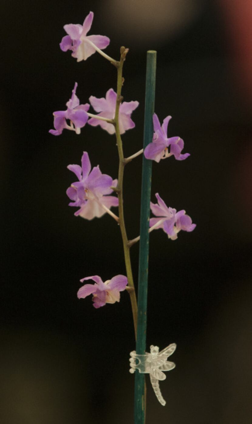 A Dor. buyssoniana orchid was up for auction at North Haven Gardens.