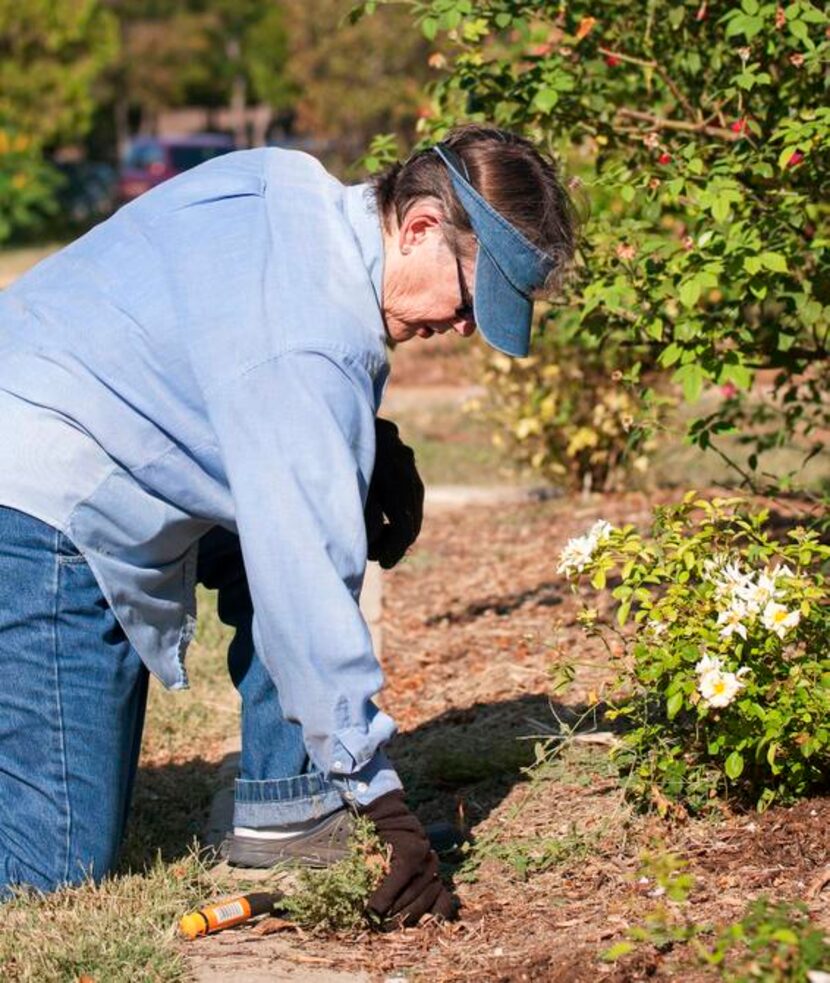 
Oak Cliff master gardener Barbara Barbee is an original member of a group that works...