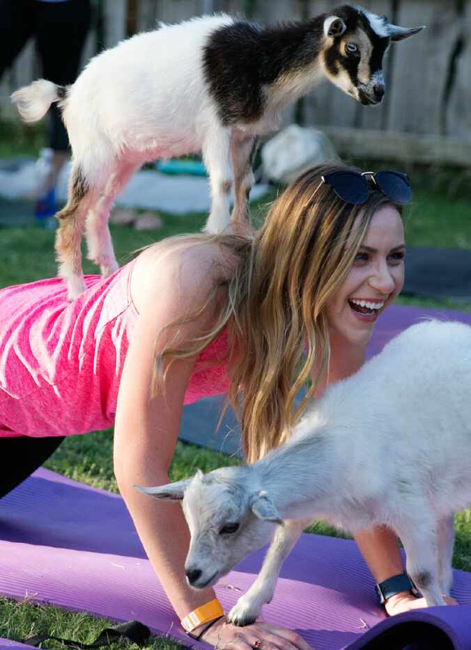 Amanda Hawkins practices yoga with two goats during the first goat yoga class in Dallas on...