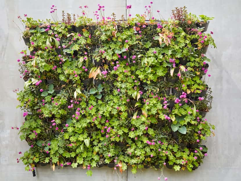 Living wall