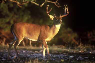 The best shot opportunity on a white-tailed deer is a broadside shot in the crease behind...